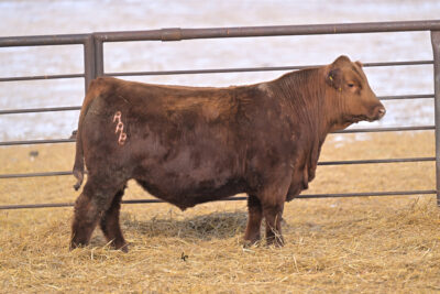 BIEBER SCH REST ASSURED N660